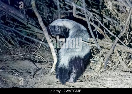 Blaireau de miel, Safari de nuit, parc national de Liwonde, Malawi Banque D'Images