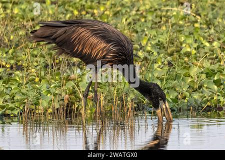 Bec ouvert africain, cigogne, Anastomus lamelligerus, aube, Parc National de Liwonde, Malawi Banque D'Images