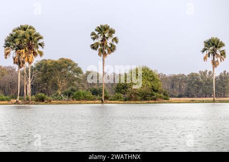 Palmiers, rivière Shire, parc national de Liwonde, Malawi Banque D'Images