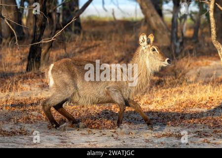 Waterbuck, femelle, surpris, Liwonde National Park, Malawi Banque D'Images