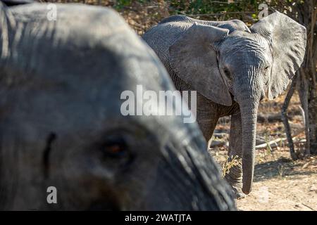 Éléphants, femelles juvéniles et adultes se propageant les oreilles, troupeau, parc national de Liwonde, Malawi Banque D'Images