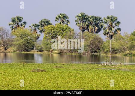 Plaine inondable, rivière Shire, palmiers, jacinthe d'eau, parc national de Liwonde, Malawi Banque D'Images