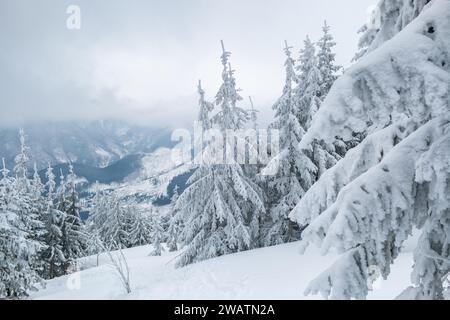 Beau paysage d'hiver avec des arbres couverts de neige Banque D'Images