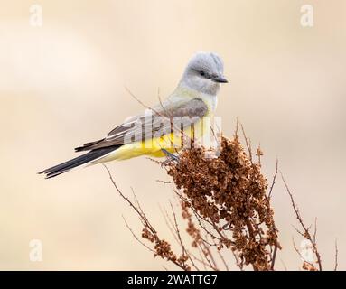 Kingbird de l'Ouest perché au sommet de la végétation dans un champ de prairie ouvert avec un fond doux et naturel. Gros plan portrait. Banque D'Images