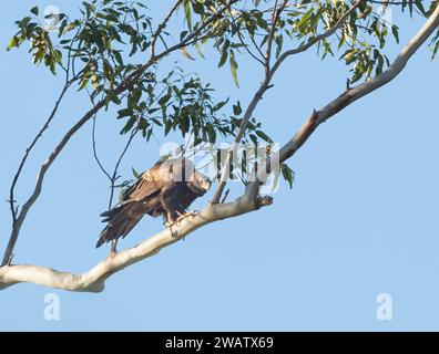 L'aigle à queue biseautée (Aquila audax) est le plus grand oiseau de proie du continent australien. Banque D'Images