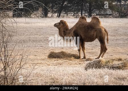 Camelus bactrianus (Camelus bactrianus) au Tupelo Buffalo Park and Zoo à Tupelo, Mississippi. (ÉTATS-UNIS) Banque D'Images