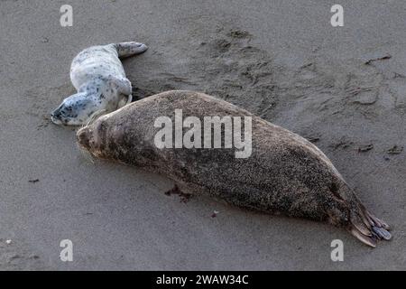 Phoques communs (Phoca vitulina) couchés sur la plage de naissance dans la réserve naturelle de point Lobos, Monterey, Californie. Mère et bébé. Banque D'Images