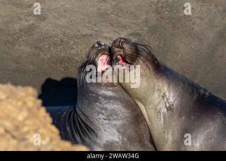 Éléphants de mer (Mirounga angustirostris) sur la plage au nord de Morro Bay, en Californie. Têtes ensemble, appelant à l'unisson. Banque D'Images