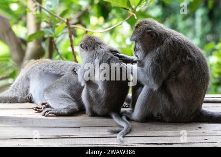 Trois singes balinais à longue queue (Macaque) à Ubud, Bali, Indonésie (Macaca fascicularis). En ligne droite, gratter le dos des autres. Banque D'Images