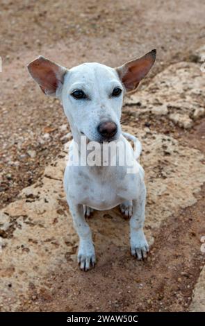 Un chien de rue à Keerimali Spring dans la région de Jaffna, au nord du Sri Lanka. Les chiens sans abri sont un énorme problème au Sri Lanka. Banque D'Images