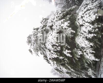 Un grand pin avec de la neige couvrant ses membres en monochrome Banque D'Images