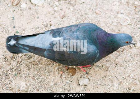 Profil de pigeon dans le sable Banque D'Images