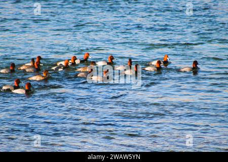 Canards roux sur le fleuve Colorado, Bullhead City Arizona/Laughlin Nevada Banque D'Images