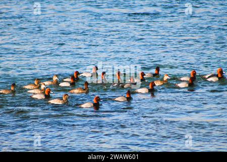 Canards roux sur le fleuve Colorado, Bullhead City Arizona/Laughlin Nevada Banque D'Images