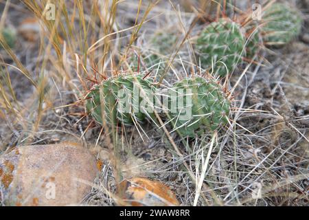 Petit cactus de poire de Barbarie, arbuste indigène des prairies, Saskatchewan, Canada Banque D'Images