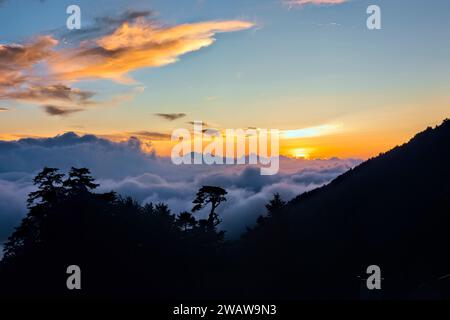 Mer de nuages et pruche chinoise au coucher du soleil, Tianchi Lodge, Nantou, Taiwan Banque D'Images