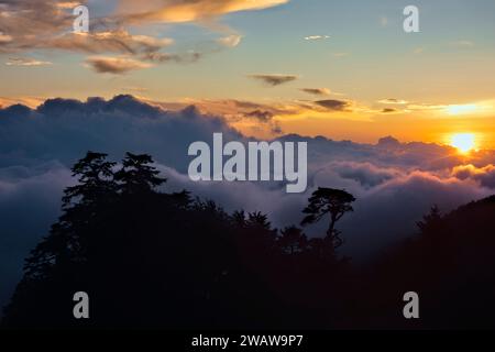 Mer de nuages et pruche chinoise au coucher du soleil, Tianchi Lodge, Nantou, Taiwan Banque D'Images
