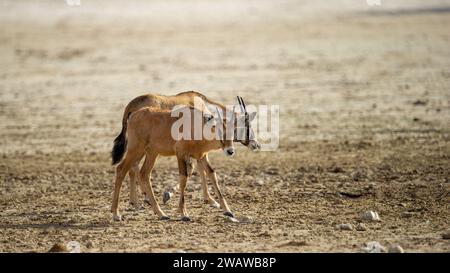 Gemsbok (Oryx gazella) Parc transfrontalier de Kgalagadi, Afrique du Sud Banque D'Images