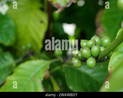 Grains de cerise de café vert brut et mûr sur une plantation d'arbres en Thaïlande Banque D'Images