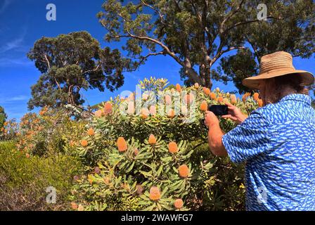 Homme photographiant des fleurs de Banksia, Kings Park & Botanic Garden, Perth, Australie occidentale. Pas de MR ou PR Banque D'Images