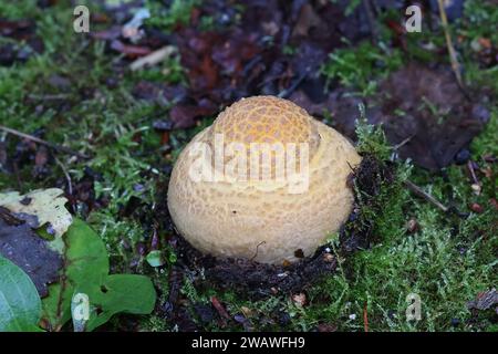 Très jeune Amanita muscaria, communément appelé agaric à la mouche ou amanita à la mouche, champignon toxique de Finlande Banque D'Images