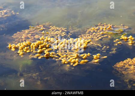 Fucus vesiculosus, connu sous les noms communs bladderwrack, tang noir, rocweed, raisins de mer, fucus vésical, chêne de mer, herbe coupée, teinturiers fucus, fucus rouge Banque D'Images