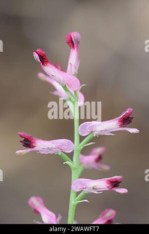 Fumaria officinalis, communément appelée fumée de terre ou fumitoire commune, plante à fleurs sauvages de Finlande Banque D'Images