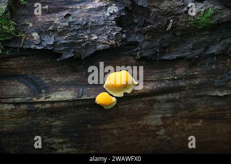 Pycnoporellus fulgens, jeune champignon de bracket poussant sur le bouleau en Finlande, pas de nom anglais commun Banque D'Images