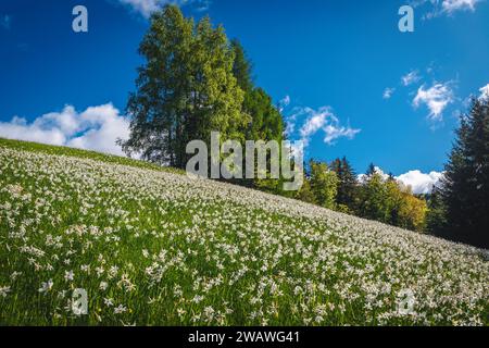 Collines pittoresques avec fleurs de jonquilles blanches en fleurs. Beau paysage de floraison saisonnière avec des jonquilles parfumées sur la pente raide, Jesenice, S. Banque D'Images