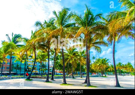 Découvrez l'attrait des plages tropicales! Explorez de magnifiques palmiers sur sable blanc, de Isla Mujeres à Miami Beach. Plongez-vous dans le vibra Banque D'Images