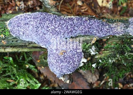 Nectriopsis violacea, un champignon parasite qui pousse sur le champignon de la chaux des vomissures de chien, Fuligo septica Banque D'Images
