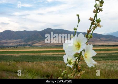 Malva fleur blanche sur fond de montagnes dans un environnement naturel. Genre de plantes herbacées de la famille des Malvacées Banque D'Images