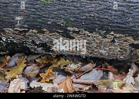 Bjerkandera adusta, communément appelé champignon Smoky bracket, polypore sauvage de Finlande Banque D'Images