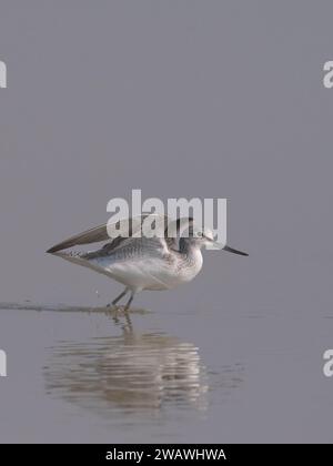 Greenshank commun (Tringa Nebularia) décollant à Little rann de kutch, Gujarat, Inde Banque D'Images