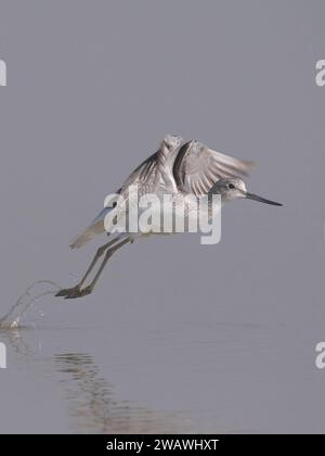 Greenshank commun (Tringa Nebularia) décollant à Little rann de kutch, Gujarat, Inde Banque D'Images