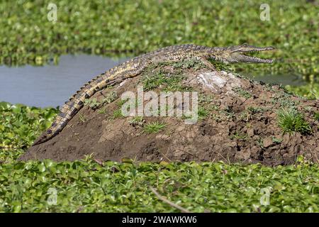 Crocodile du Nil, bouche ouverte, reposant sur un rocher parmi la jacinthe d'eau, rivière Shire, Parc National de Liwonde, Malawi Banque D'Images