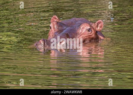 Hippopotame émergeant causant des ondulations, rivière Bua, Réserve de faune sauvage de Nkhotakota, Malawi Banque D'Images