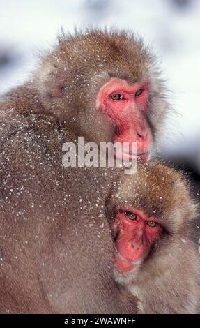 Macaques japonais ou singes des neiges se blottissant pour la chaleur dans la neige en hiver Banque D'Images