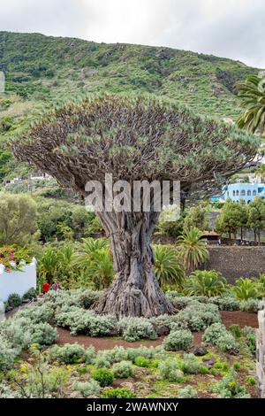 El Drago ou Drago Milenario, Drago de Icod de los Vinos (Dracaena draco) dragon dans le Parque del Drago, Tenerife, Espagne Banque D'Images