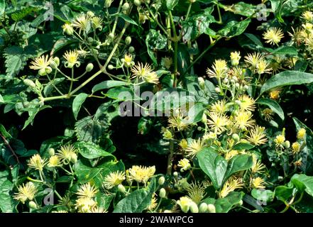 Barbe du vieil homme ou joie du voyageur Clematis vitalba avec des fleurs poussant dans une hérisson Banque D'Images