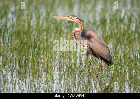 Héron pourpre, Ardea purpurea, sur une rizière, Delta de l'Èbre, Catalogne, Espagne Banque D'Images