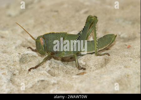 Gros plan détaillé sur une nymphe juvénile du grand criquet égyptien Anacridium aegyptium en Méditerranée Banque D'Images