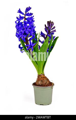 Fleur de printemps Hyacinthus bleu fleuri dans un pot de fleur sur fond blanc Banque D'Images