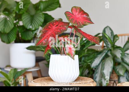 Rouge vif exotique Caladium Rouge Flash plante d'intérieur en pot de fleurs sur la table entourée de nombreuses plantes dans le salon Banque D'Images