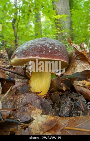 Boletus à pattes rouges, boletus à pattes rouges, boletus feutre, boletus feutre, Xerocomus, bolètes, Boletaceae, boletaceae (Boletales) (Xerocomus chrysenteron) Banque D'Images