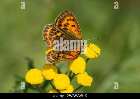 Femelle du rare cuivre (Lycaena virgaureae) de la famille des papillons bleus, Valais, Suisse Banque D'Images