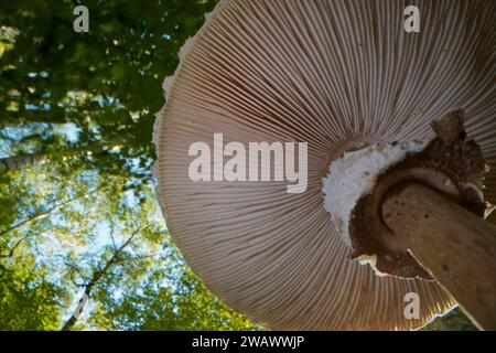 Champignon parasol (Macrolepiota procera) (champignon parapluie géant commun) d'en bas, lamelles, Hesse, Allemagne Banque D'Images