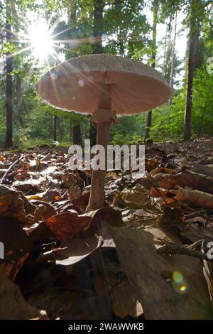 Champignon parasol (Macrolepiota procera) (champignon parapluie géant commun) Hesse, Allemagne Banque D'Images