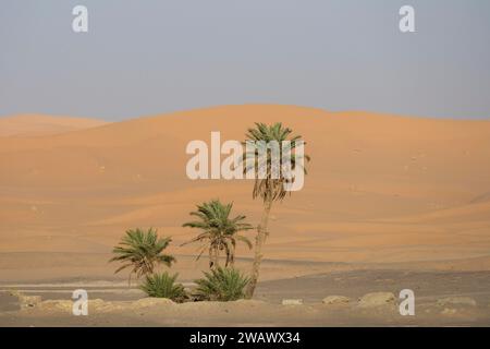 Palmiers devant les dunes dans le désert, Erg Chebbi, Sahara, Merzouga, Maroc Banque D'Images