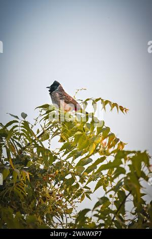 Bulbul Banque D'Images